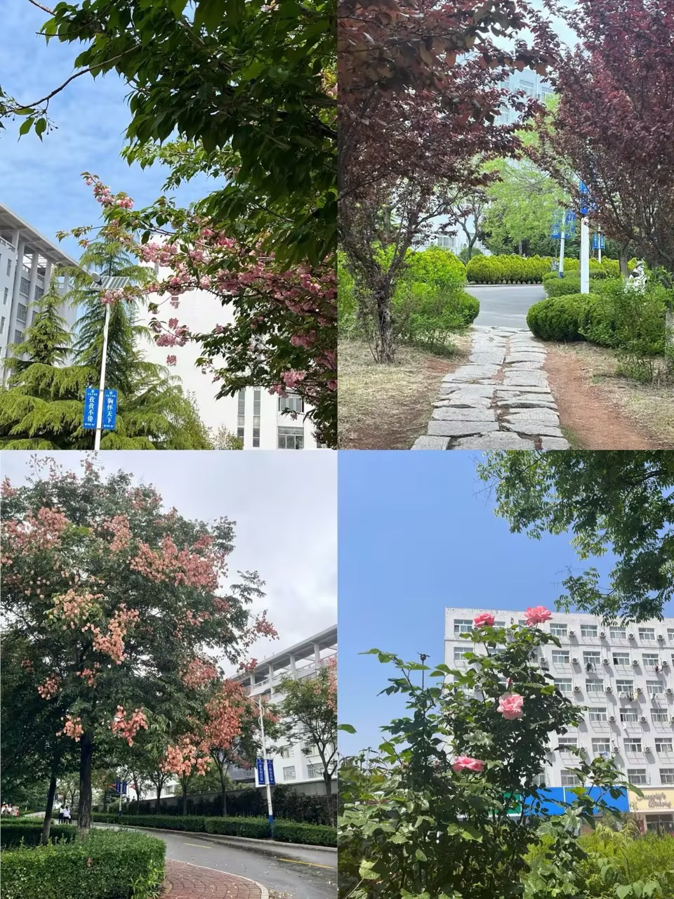 我校获评“山东省绿色学校”称号 我校获评“山东省绿色学校”称号